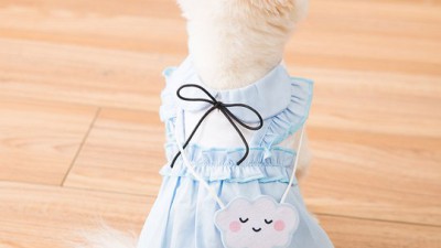 🐶 댕댕이 인생 원피스! 특가 득템 후기 (소형강아지원피스) 👗